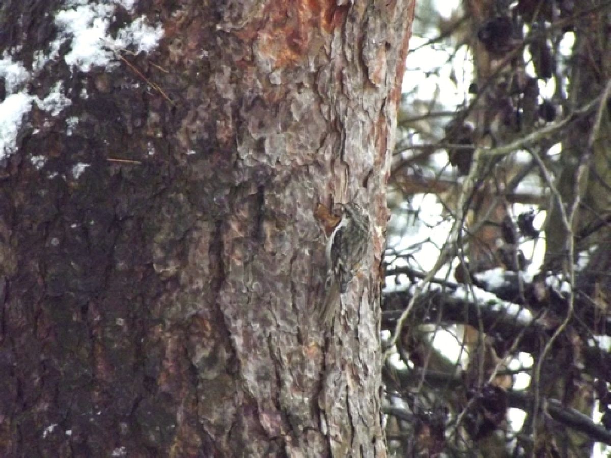 observation image