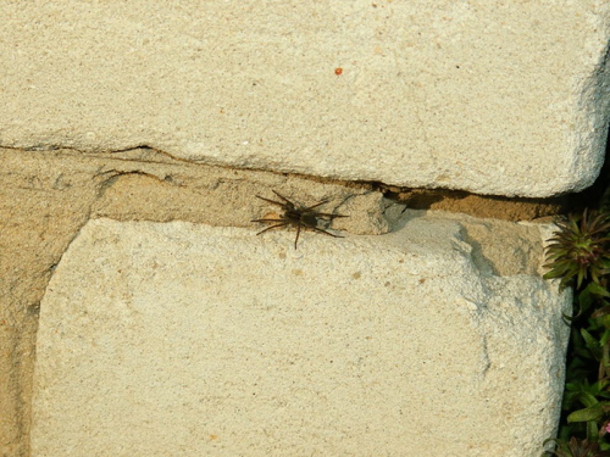 observation image