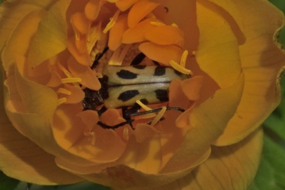 observation image